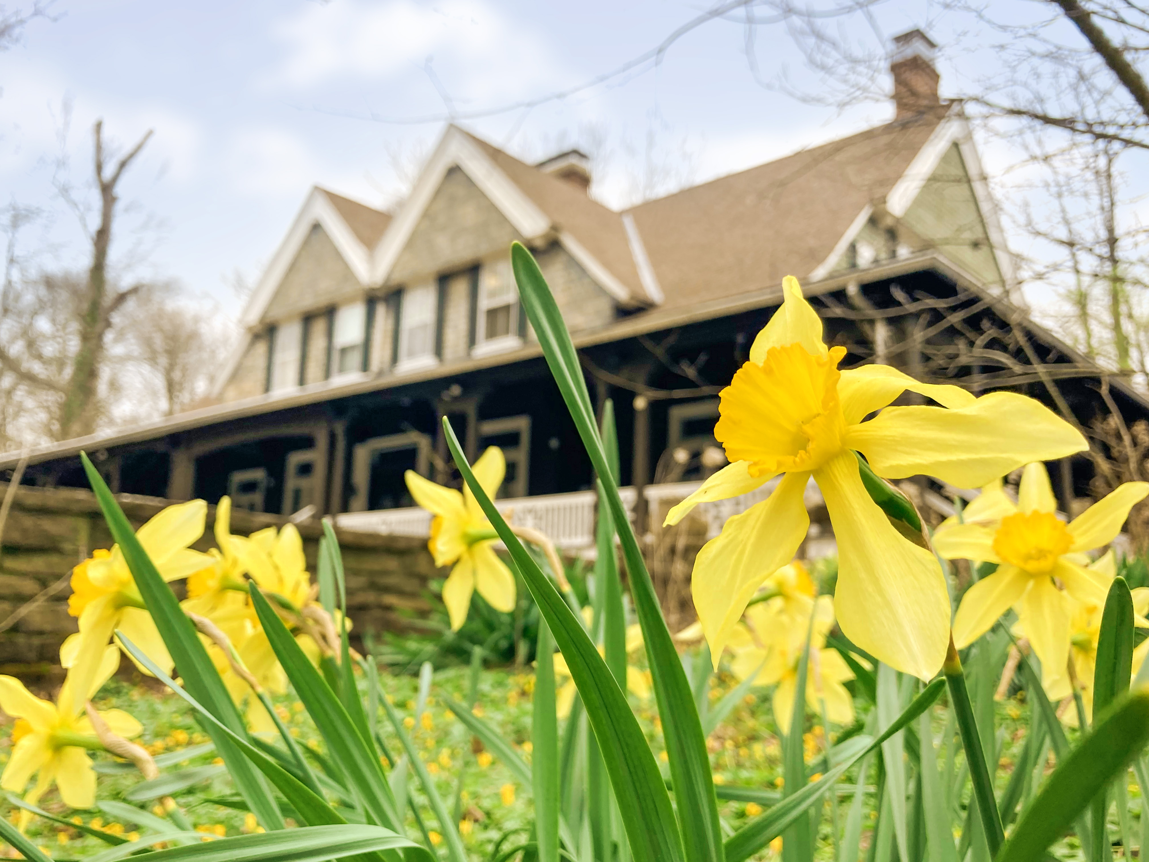 Yellow daffodils blooming outside of Krippendorf Lodge